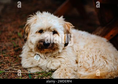 Portrait de chien chiot terrier tibétain Banque D'Images
