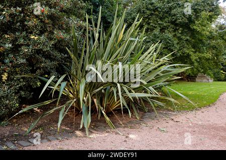 Phormium tenax dans le parc Banque D'Images