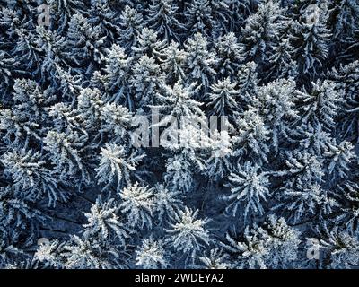 Des sapins enneigés à Kraichgau, en Allemagne photographiés d'en haut avec un drone. Banque D'Images