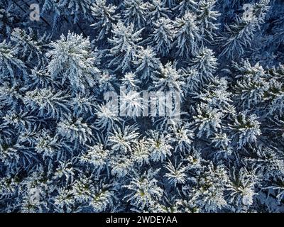 Des sapins enneigés à Kraichgau, en Allemagne photographiés d'en haut avec un drone. Banque D'Images