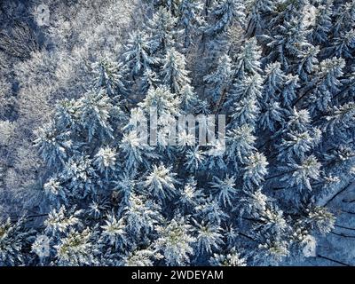 Des sapins enneigés à Kraichgau, en Allemagne photographiés d'en haut avec un drone. Banque D'Images