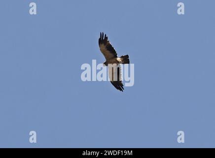 Aigle botté (Hieraaetus pennatus) adulte en vol marais Janikura, Ghana, Afrique. Novembre Banque D'Images