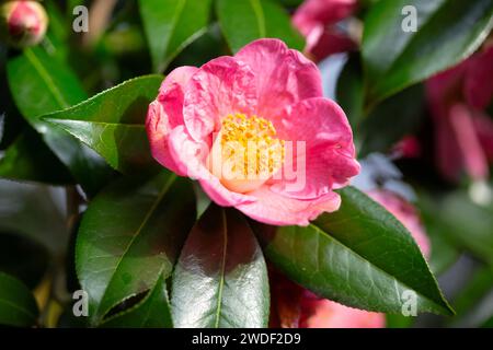 Belles fleurs roses de camélia japonais, camélia Japonica , « inspiration » sont un délice dans le jardin. Banque D'Images