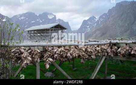 Têtes de poisson séchées sur étagères, îles Lofoten. Pêche industrielle et délicatesse traditionnelle en Norvège Banque D'Images