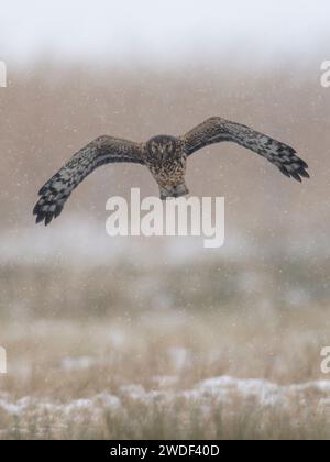 Hen Harrier ( Circus cyaneus ) femelle volant , chasse en hiver. Déployez des ailes.loking dans l'appareil photo Banque D'Images