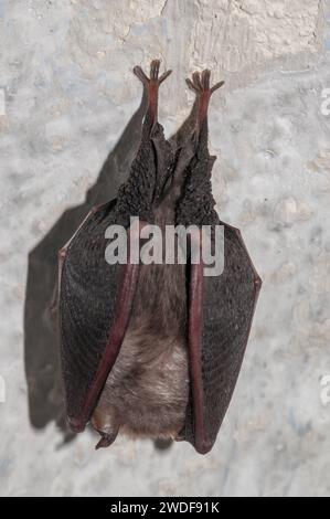 Petite chauve-souris en fer à cheval, Rhinolophus hipposideros, suspendue à l'envers sur un mur recouvert d'ailes, Catalogne, Espagne Banque D'Images