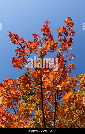 Feuillage d'automne, érable, gros plan, ciel bleu Banque D'Images