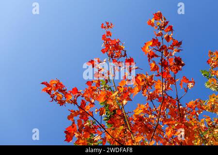 Feuillage d'automne, érable, gros plan, ciel bleu Banque D'Images