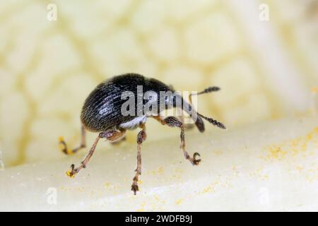 Un petit coléoptère de la famille des charançons (Curculionidae) observé sur l'île Maurice. Banque D'Images