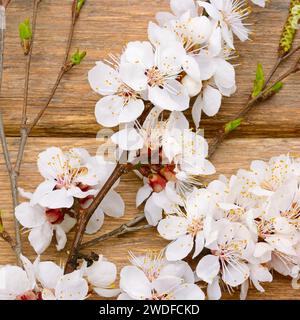 Branche d'abricot florissant sur un fond de bois. Composition de ressort. Banque D'Images