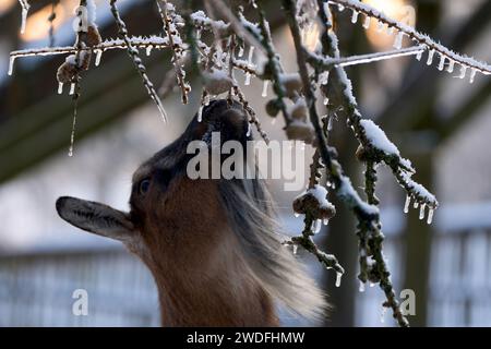 Bell, Allemagne. 20 janvier 2024. Une chèvre billy grignote sur une branche glacée dans l'enceinte extérieure du zoo Bell. Crédit : Thomas Frey/dpa/Alamy Live News Banque D'Images