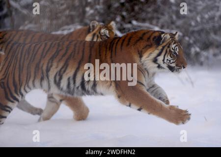 Bell, Allemagne. 20 janvier 2024. Deux tigres de Sibérie jouent ensemble dans l'enceinte extérieure du zoo Bell. L'hiver est un pari de bien-être absolu pour les grands chats. Crédit : Thomas Frey/dpa/Alamy Live News Banque D'Images