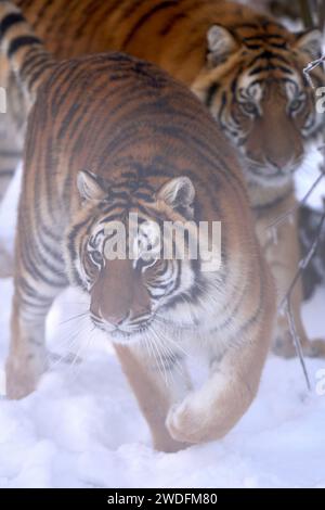 Bell, Allemagne. 20 janvier 2024. Deux tigres de Sibérie jouent ensemble dans l'enceinte en plein air de Bell Zoo.Winter est un pari de bien-être absolu pour les grands chats. Crédit : Thomas Frey/dpa/Alamy Live News Banque D'Images