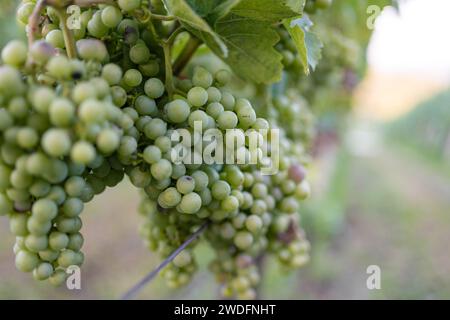 Raisins blancs sur la vigne avant la récolte. Slovénie Banque D'Images