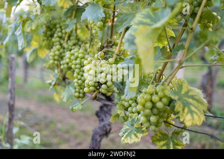 Raisins blancs sur la vigne. Slovénie Banque D'Images