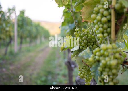 Raisins blancs sur la vigne avant la récolte. Slovénie Banque D'Images