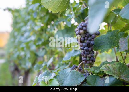 Raisins rouges sur la vigne avant la récolte. Slovénie Banque D'Images