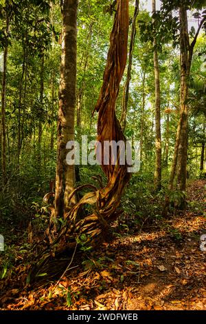 Vieille liane dans la forêt amazonienne Banque D'Images