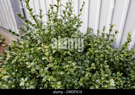 Gros plan du buisson vert permanent dans le jardin.Mur de buis dans des conditions naturelles.Nom de famille Buxaceae, Nom scientifique Buxus.Mise au point sélective avec Banque D'Images