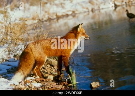 Hungry Fox : canards marchant toujours aussi légèrement à travers l'étang partiellement gelé sous l'œil vigilant d'un renard roux, Missouri, États-Unis Banque D'Images