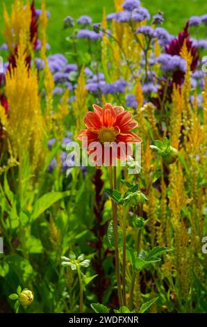 Un dahlia orange en fleur dans un jardin communautaire, Yarmouth Maine Banque D'Images