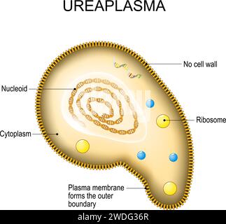 Anatomie des ureaplasmes. Structure cellulaire des bactéries Mycoplasma. la bactérie est l'agent causal des maladies sexuellement transmissibles. Santé reproductive. Illustration de Vecteur