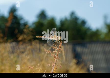 Sympetrum vulgatum Family Libellulidae Genus Sympetrum Vagrant dard libellule nature sauvage insecte papier peint, image, photographie Banque D'Images