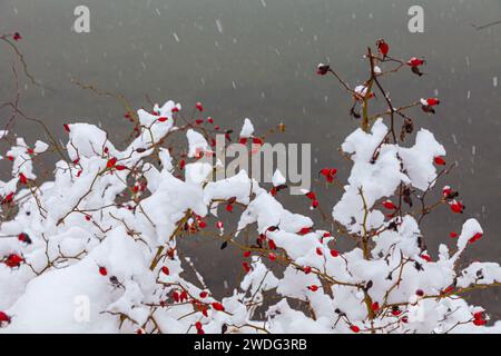 Des roses et des flocons de neige qui tombent sur le front de mer de Steveston en Colombie-Britannique Canada Banque D'Images