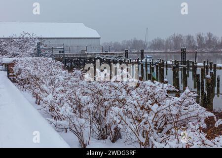 Des roses et des flocons de neige qui tombent sur le front de mer de Steveston en Colombie-Britannique Canada Banque D'Images