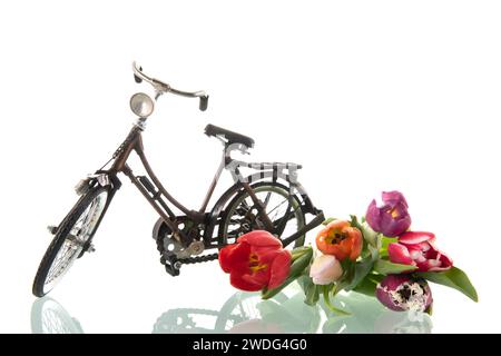 Vélo hollandais typique et tulipes isolé sur fond blanc Banque D'Images