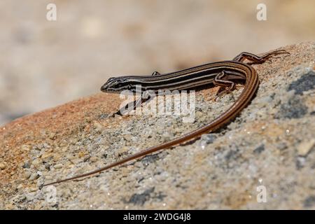 Skink australien à queue de cuivre se prélasse sur des rochers de grès Banque D'Images