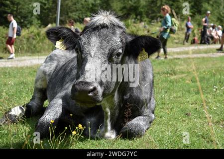 Une vache noire sur les pâturages de montagne avec des randonneurs au lac Styrie de Constance, Schladminger Tauern, Styrie, Autriche Banque D'Images