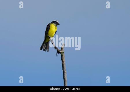 Social Flycatcher, Myiozetetes similis, bassin amazonien, Brésil Banque D'Images
