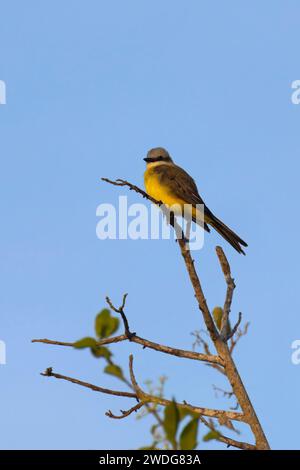 Oiseau royal à gorge blanche, Tyrannus albogularis, bassin amazonien, Brésil Banque D'Images