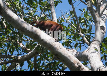 Singe hurleur rouge colombien, Alouatta seniculus, dans un arbre, bassin amazonien, Brésil Banque D'Images