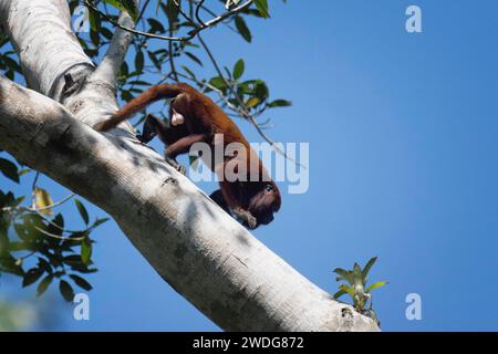 Singe hurleur rouge colombien, Alouatta seniculus, dans un arbre, bassin amazonien, Brésil Banque D'Images