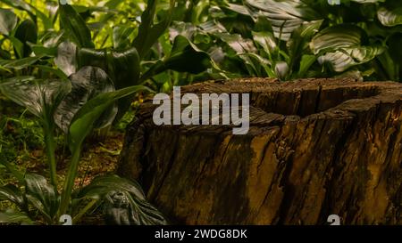 Gros plan de souche d'arbre avec grand trou au centre entouré de feuillage vert luxuriant, Corée du Sud, Corée du Sud Banque D'Images