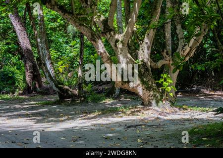 Grand vieil arbre de croissance avec écorce blanche à côté d'une route de gravier dans la forêt, Corée du Sud, Corée du Sud Banque D'Images