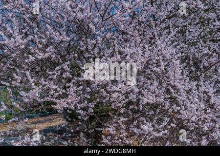 Gros plan de magnifique cerisier en fleurs en pleine floraison le jour du printemps, Corée du Sud, Corée du Sud Banque D'Images