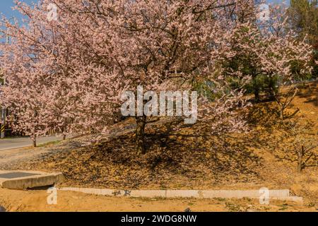 Bel arbre de fleur de cerisier à côté de la route de campagne rurale en pleine floraison le jour du printemps, Corée du Sud, Corée du Sud Banque D'Images
