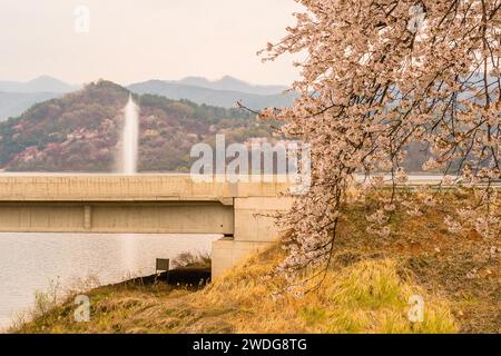 Branche de cerisier en fleurs pleine de belles fleurs en face du pont sur le lac avec fontaine d'eau tirant l'eau vers le haut devant la montagne Banque D'Images