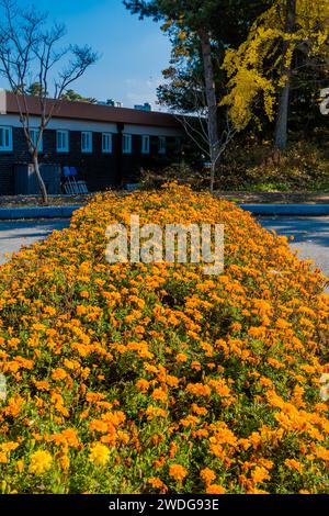 Lit de fleurs de souci formant barrière à la circulation sur la route à accès restreint dans le parc public, Corée du Sud, Corée du Sud Banque D'Images