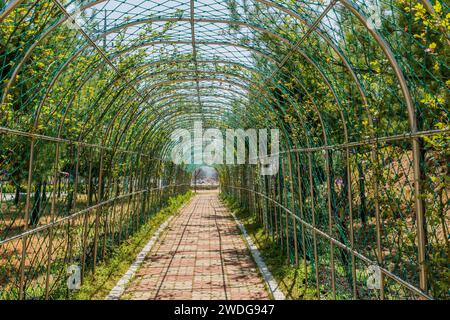 Plantes vertes poussant sur un treillis métallique arqué sur une passerelle en briques dans un parc public, Corée du Sud, Corée du Sud Banque D'Images