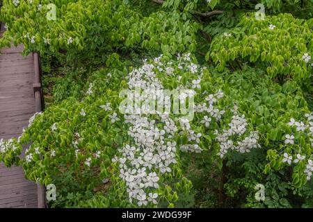 Cime d'arbre avec des fleurs blanches sur une petite passerelle en bois dans la forêt récréative, Corée du Sud Banque D'Images