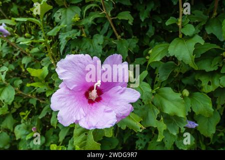 Rose de fleur de Sharon, hibiscus commun, et buisson de feuilles vertes luxuriantes Banque D'Images