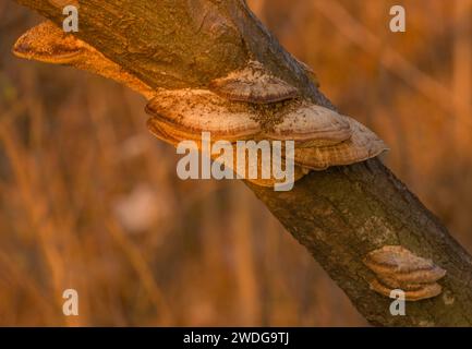 Petit champignon brun, ganoderma applanatum, poussant sur le côté d'une branche d'arbre baignée de lumière du soleil du soir Banque D'Images