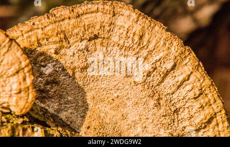 Gros plan d'un grand champignon brun, ganoderma applanatum, baigné de soleil éclatant Banque D'Images