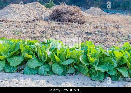 Rangées de laitue à feuilles poussant à côté d'un chemin de terre dans la campagne Banque D'Images