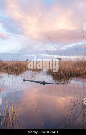 Un ciel coloré et le soleil matinal illuminent un chemin sablonneux et un paysage enveloppé de brouillard au Grenspark Kalmthoutse Heide près d’Anvers dans le nord-ouest Banque D'Images