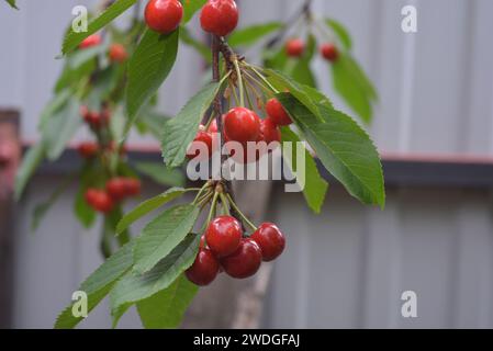 Été ensoleillé lumineux, fruits mûrs sur les arbres. Les cerises brunes et rouges délicieuses et saines poussent sur les branches de l'arbre. Banque D'Images